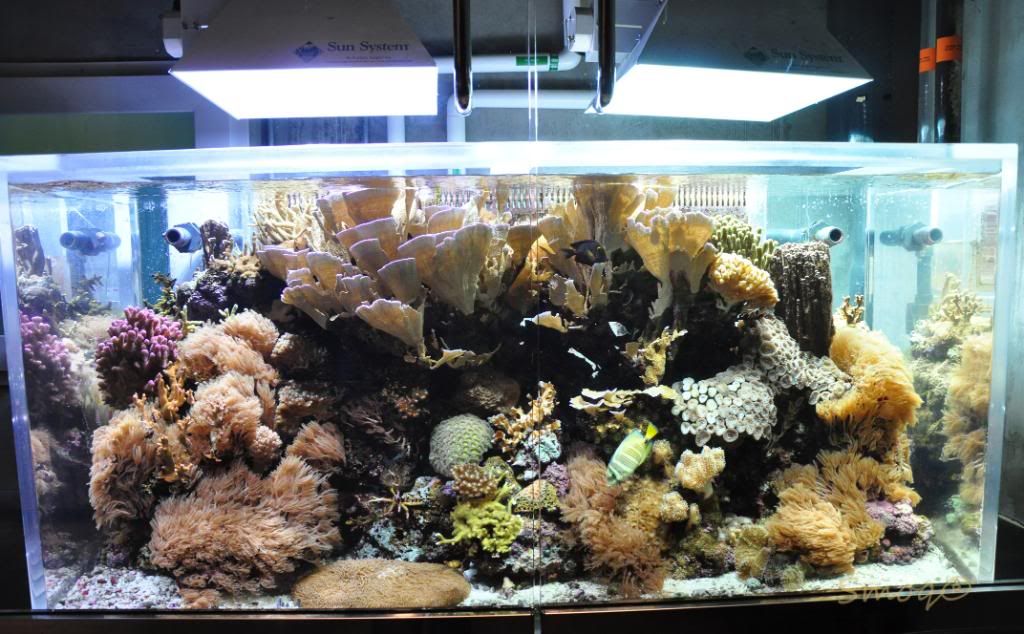 Shedd Aquarium in Chicago, IL Manhattan Reefs